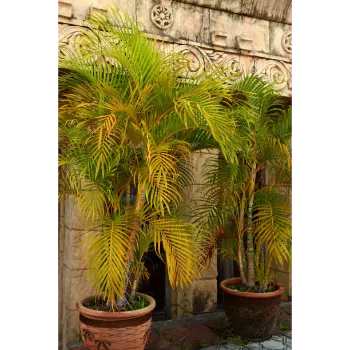 Natural Areca Palm Plant